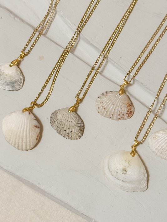Foraged Seashells | Exclusive Collection