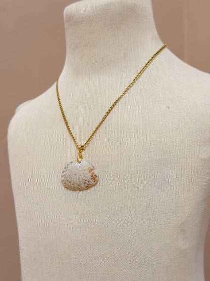 Foraged Seashells | Exclusive Collection