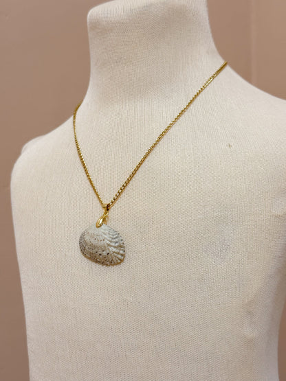 Foraged Seashells | Exclusive Collection